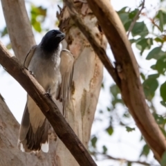 Coracina novaehollandiae (Black-faced Cuckooshrike) at Cantor Crescent Woodland, Higgins - 2 Dec 2023 by Untidy