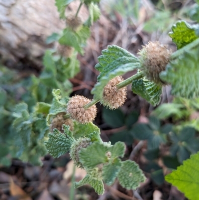 Marrubium vulgare (Horehound) at Lions Youth Haven - Westwood Farm - 21 Dec 2023 by HelenCross
