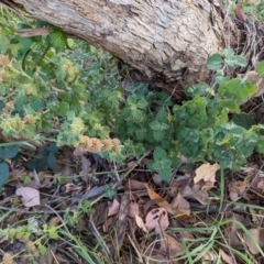 Marrubium vulgare at Lions Youth Haven - Westwood Farm A.C.T. - 21 Dec 2023 05:21 PM