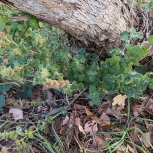 Marrubium vulgare at Lions Youth Haven - Westwood Farm A.C.T. - 21 Dec 2023