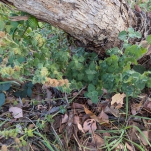 Marrubium vulgare at Lions Youth Haven - Westwood Farm A.C.T. - 21 Dec 2023 05:21 PM