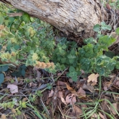 Marrubium vulgare at Lions Youth Haven - Westwood Farm - 21 Dec 2023