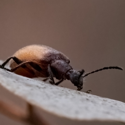 Ecnolagria grandis (Honeybrown beetle) at Cantor Crescent Woodland - 1 Dec 2023 by Untidy