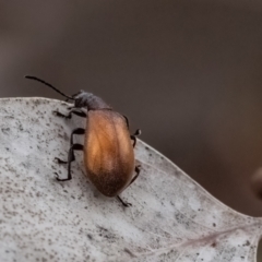 Ecnolagria grandis at Cantor Crescent Woodland, Higgins - 2 Dec 2023 09:13 AM