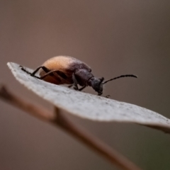 Ecnolagria grandis at Cantor Crescent Woodland, Higgins - 2 Dec 2023 09:13 AM