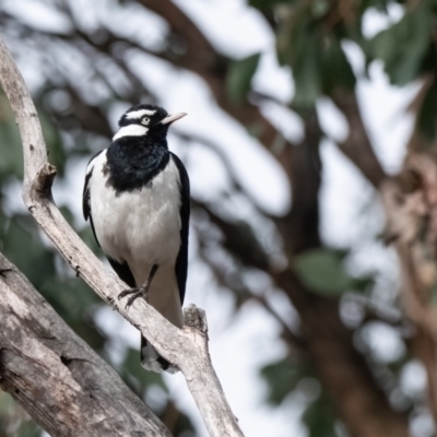 Grallina cyanoleuca (Magpie-lark) at Cantor Crescent Woodland, Higgins - 1 Dec 2023 by Untidy