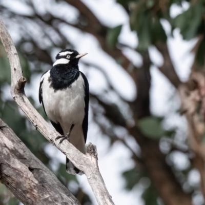 Grallina cyanoleuca (Magpie-lark) at Cantor Crescent Woodland - 1 Dec 2023 by Untidy