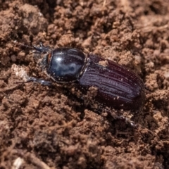 Semanopterus subcostatus (Scarab beetle) at Cantor Crescent Woodland, Higgins - 2 Dec 2023 by Untidy