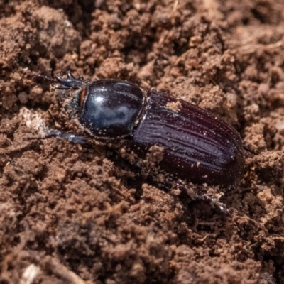 Semanopterus subcostatus (Scarab beetle) at Cantor Crescent Woodland - 2 Dec 2023 by Untidy