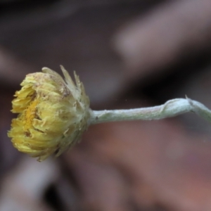 Coronidium monticola at Tinderry Mountains - 20 May 2023