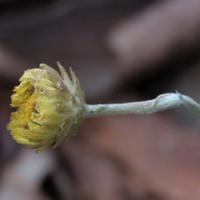 Coronidium monticola (Mountain Button Everlasting) at Tinderry Mountains - 20 May 2023 by AndyRoo