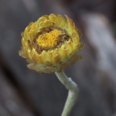 Coronidium monticola at Tinderry Mountains - 20 May 2023