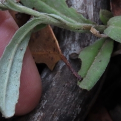 Coronidium monticola at Tinderry Mountains - 20 May 2023