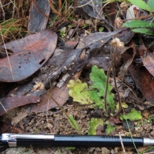 Lagenophora stipitata at Tinderry Mountains - 20 May 2023