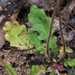 Lagenophora stipitata at Tinderry Mountains - 20 May 2023