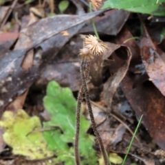 Lagenophora stipitata at Tinderry Mountains - 20 May 2023