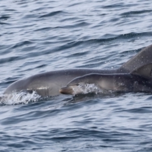 Tursiops truncatus at Beowa National Park - 18 Dec 2023 05:57 PM