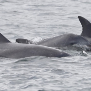 Tursiops truncatus at Ben Boyd National Park - 18 Dec 2023