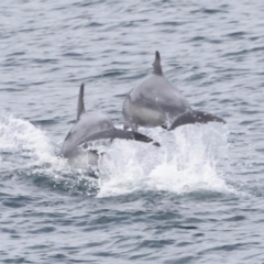 Tursiops truncatus at Ben Boyd National Park - 18 Dec 2023