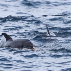 Tursiops truncatus at Beowa National Park - 18 Dec 2023 05:57 PM