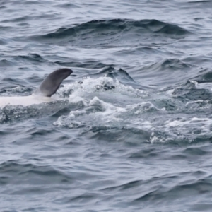 Tursiops truncatus at Ben Boyd National Park - 18 Dec 2023