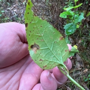 Goodenia ovata at Nadgee Nature Reserve - 19 Dec 2023