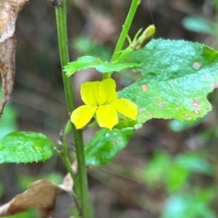 Goodenia ovata at Nadgee Nature Reserve - 19 Dec 2023 03:10 PM