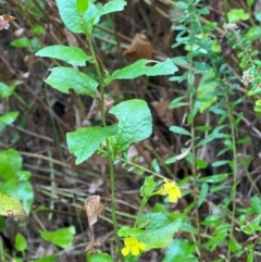 Goodenia ovata at Nadgee Nature Reserve - 19 Dec 2023