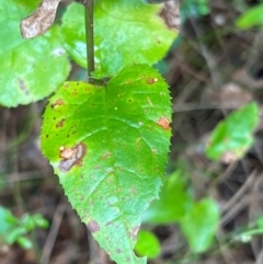 Goodenia ovata at Nadgee Nature Reserve - 19 Dec 2023