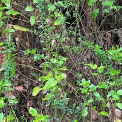 Goodenia ovata at Nadgee Nature Reserve - 19 Dec 2023