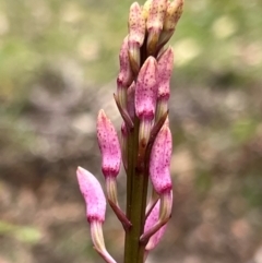 Dipodium roseum (Rosy Hyacinth Orchid) at Nadgee, NSW - 19 Dec 2023 by JimL