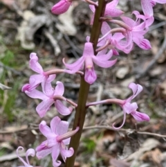 Dipodium roseum at Nadgee State Forest - suppressed