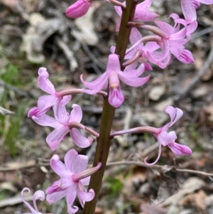 Dipodium roseum at Nadgee State Forest - suppressed