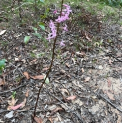 Dipodium roseum at Nadgee State Forest - suppressed