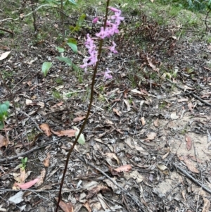 Dipodium roseum at Nadgee State Forest - suppressed