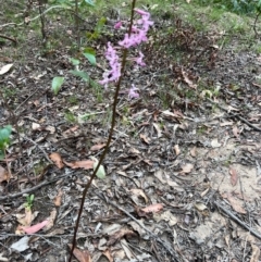 Dipodium roseum at Nadgee State Forest - 19 Dec 2023