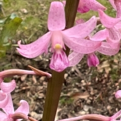 Dipodium roseum at Nadgee State Forest - suppressed