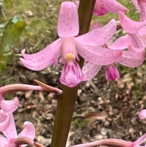 Dipodium roseum at Nadgee State Forest - suppressed