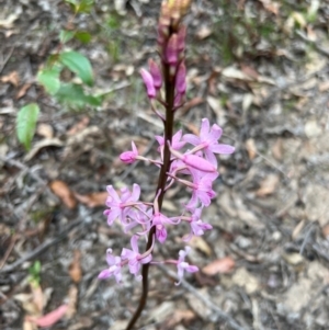 Dipodium roseum at Nadgee State Forest - suppressed