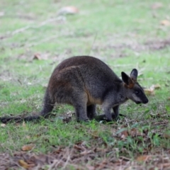 Wallabia bicolor (Swamp Wallaby) at Green Cape, NSW - 18 Dec 2023 by JimL