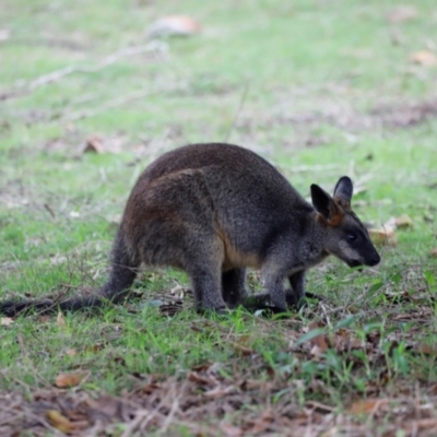 Wallabia bicolor (Swamp Wallaby) at Ben Boyd National Park - 18 Dec 2023 by JimL