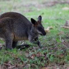 Wallabia bicolor at Ben Boyd National Park - 18 Dec 2023