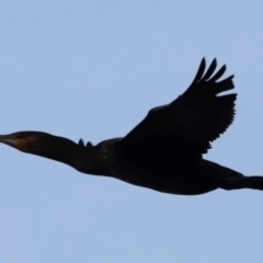 Phalacrocorax carbo (Great Cormorant) at Ben Boyd National Park - 18 Dec 2023 by JimL