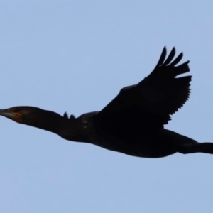 Phalacrocorax carbo at Green Cape, NSW - 18 Dec 2023