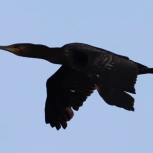 Phalacrocorax carbo at Green Cape, NSW - 18 Dec 2023