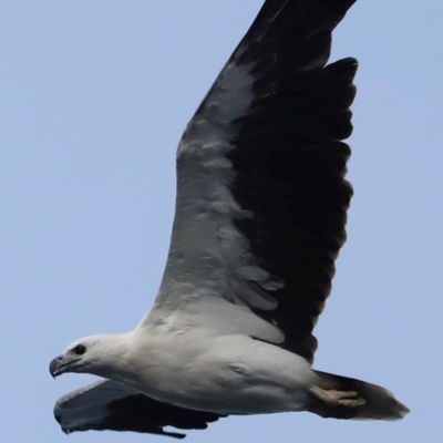 Haliaeetus leucogaster (White-bellied Sea-Eagle) at Green Cape, NSW - 18 Dec 2023 by JimL
