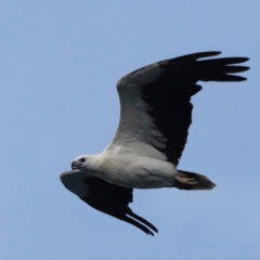 Haliaeetus leucogaster at Green Cape, NSW - 18 Dec 2023