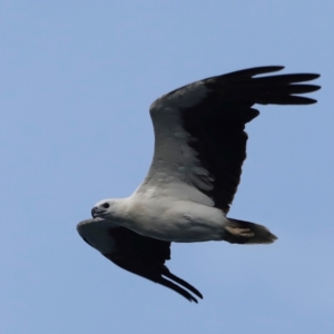 Haliaeetus leucogaster at Green Cape, NSW - 18 Dec 2023