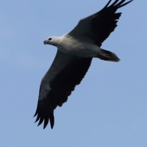 Haliaeetus leucogaster at Green Cape, NSW - 18 Dec 2023