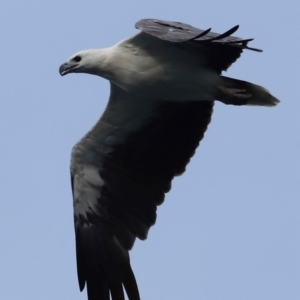 Haliaeetus leucogaster at Green Cape, NSW - 18 Dec 2023